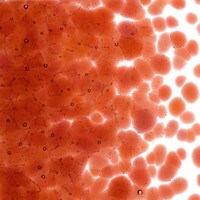 Sunset Coral Transparent, Coarse Frit, Fusible