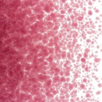 Cranberry Pink Transparent, Medium Frit, Fusible