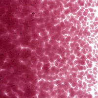 Fuchsia Transparent, Medium Frit, Fusible