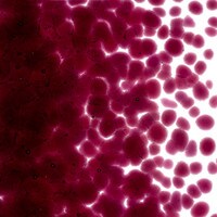 Fuchsia Transparent, Coarse Frit, Fusible