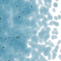 Steel Blue Transparent, Coarse Frit, Fusible