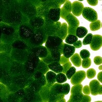 Light Aventurine Green Transparent, Coarse Frit, Fusible