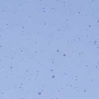Light Sky Blue Transparent, Non-Fusible, Double-rolled, 3 mm, Color Sample, 2x2 in.