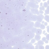 Neo-Lavender Shift Transparent, Coarse Frit, Fusible