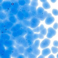 True Blue Transparent, Coarse Frit, Fusible