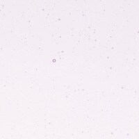 Purple Blue Tint, Non-Fusible, Double-rolled, 3 mm, Color Sample, 2x2 in.