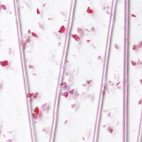 Pink and Cranberry Frit, Pink Steamers Clear Base Collage, Non-Fusible, Single-rolled, 3 mm, Color Sample, 2x2 in.