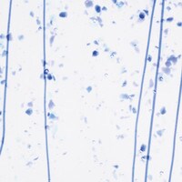 Cobalt Blue, Gray Blue, and Aqua Frit, Blue Streamers Clear Base Collage, Non-Fusible, Single-rolled, 3 mm, Color Sample, 2x2 in.