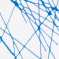 Blue Chopstix Clear Base Collage, Non-Fusible, Double-rolled, 3 mm, Color Sample, 2x2 in.