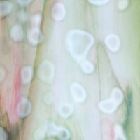 White Opalescent, Olive Green Transparent, Gold Pink Transparent 3+ Color Mottle Mix, Single-rolled, 3 mm, Color Sample, 3x5 in.